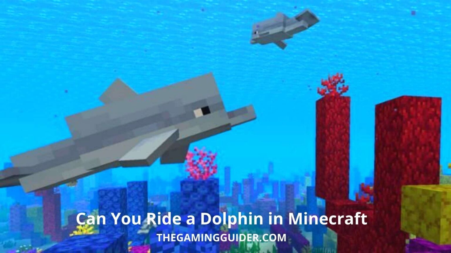 Can You Ride a Dolphin in Minecraft? the gaming guider