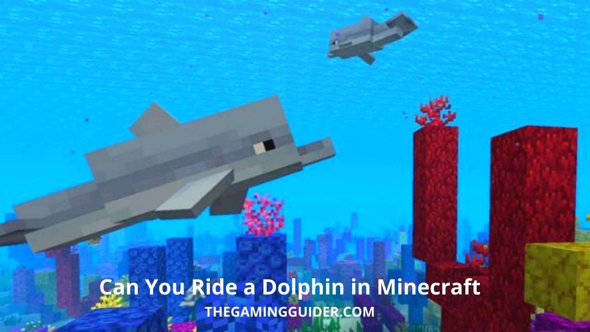 Can You Ride a Dolphin in Minecraft- the gaming guider.com